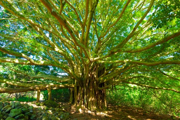 El significado del árbol de la vida